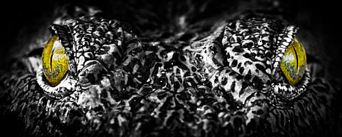 Intense Crocodile Eyes Art Print