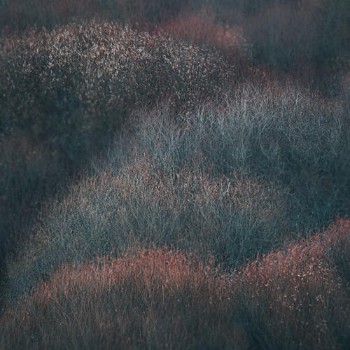 Muted Woodland Layers Art Print by Dawn X W