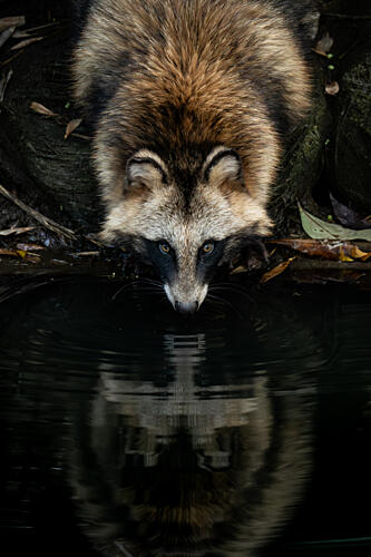 Peaceful Tanuki Reflection Art Print by Pdb Meegolla