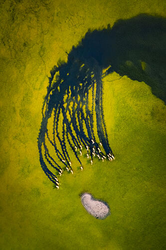 Flamingos Long Shadows Art Print by Songlin Xu