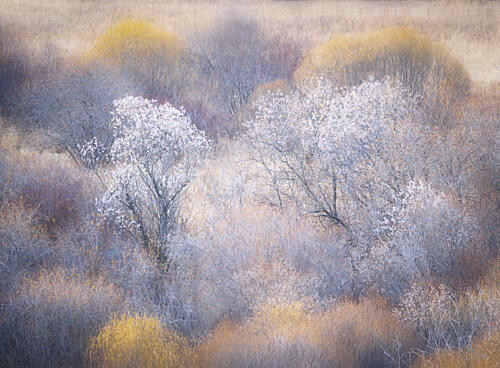 Ethereal Winter Landscape Art Print by Dawn X W
