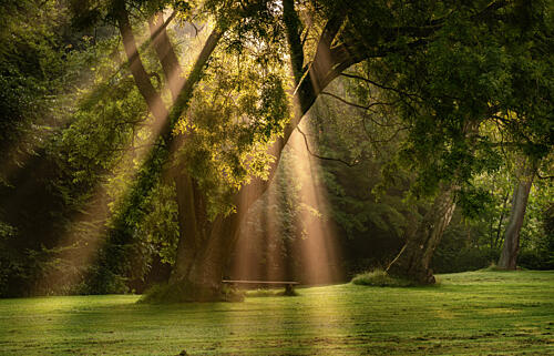 Golden Forest Light Art Print by Lee Keller