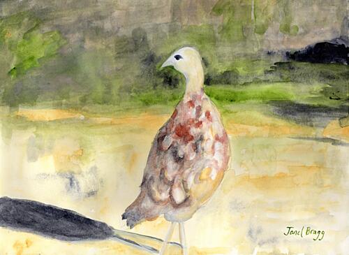 Painted Wild Turkey Art Print