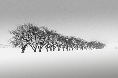 Line of Winter Trees Art Print
