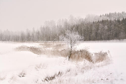 Frosted Winter Tree Art Print