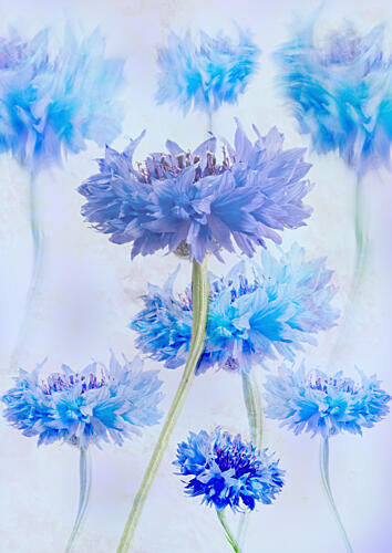 Ethereal Blue Cornflowers Art Print by Denis O Reilly