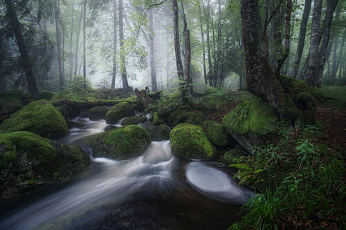 Misty Forest Stream Art Print