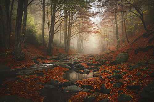 Misty Autumn Stream Art Print