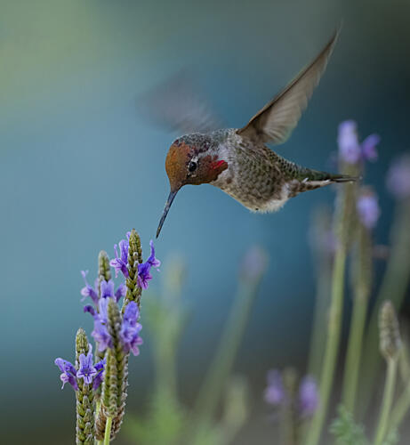 Hummingbird Lavender Nectar Art Print