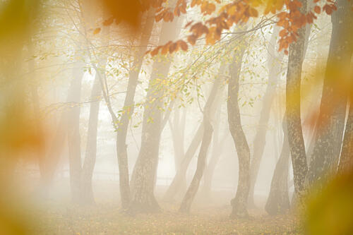 Dreamy Autumn Forest Art Print by Franco Fratini