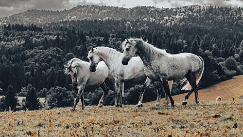Wild Horses Walking Art Print