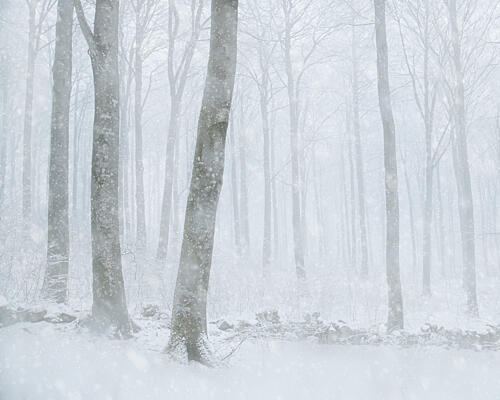 Winter Snowfall Forest Art Print