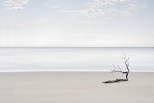 Beach Driftwood Serenity Art Print
