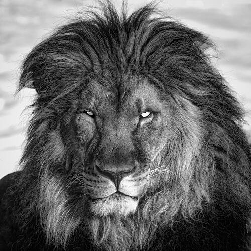 Intense Lion Gaze Art Print
