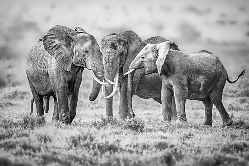Majestic Elephant Family Art Print