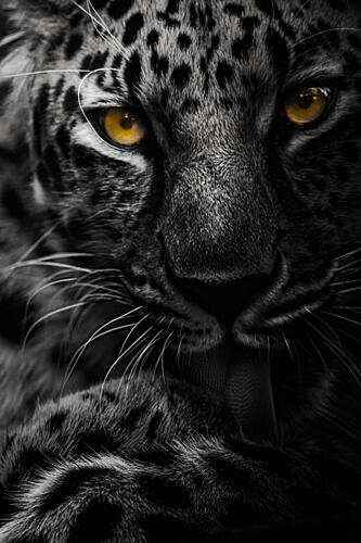 Leopards Golden Gaze Art Print by Maron Photography