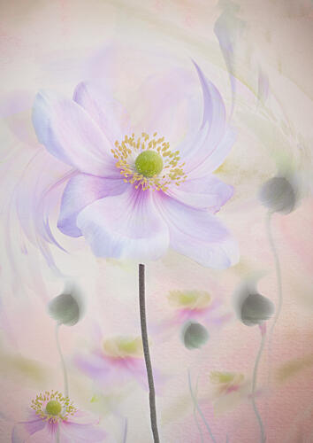 Dreamy Pastel Anemone Art Print by Denis O Reilly