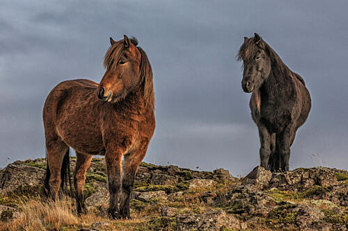 Wild Icelandic Horses Art Print