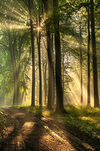 Golden Forest Path Art Print by Lee Keller