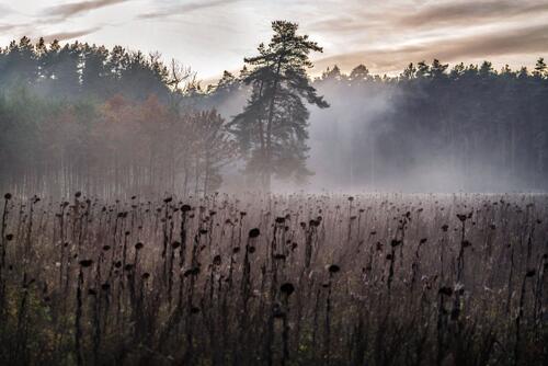 Misty Forest Field Art Print by Klaus Bittner