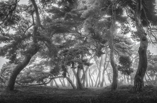 Misty Pine Forest Art Print