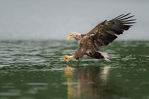Eagle Water Strike Art Print by Ruzhdi Ibrahimi
