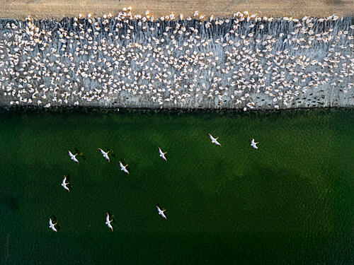 Aerial Pelican Flock Art Print by Yoram Elazary