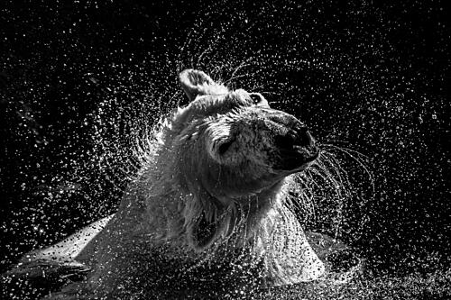 Polar Bear Shake Art Print by Maron Photography