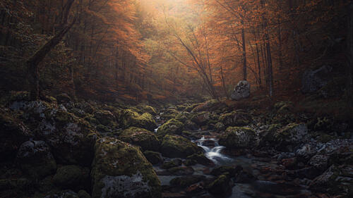 Sunlit Forest Stream Gold Print