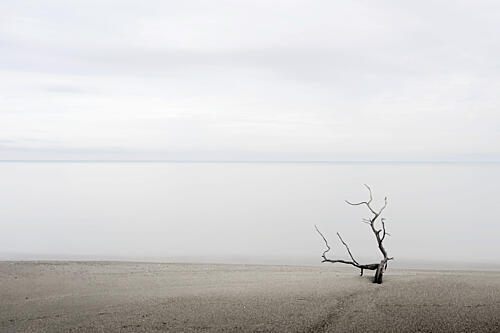 Minimalist Beach Tree Art Print