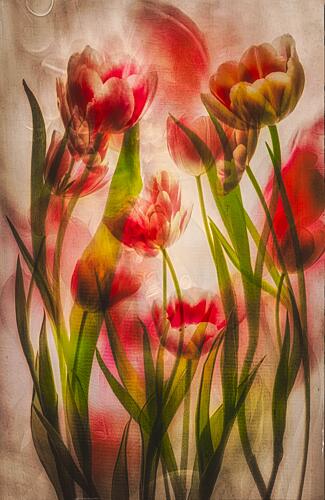 Dreamy Red Tulips Art Print by Hilda van der Lee