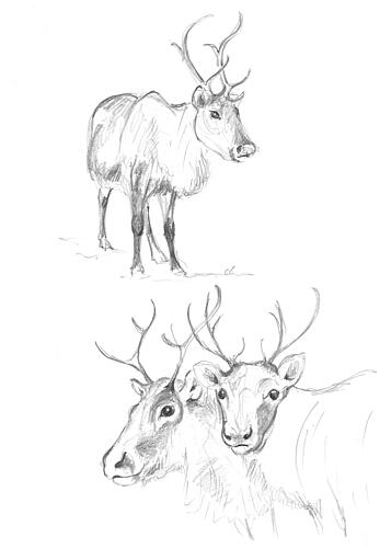 Reindeer Studies Art Print