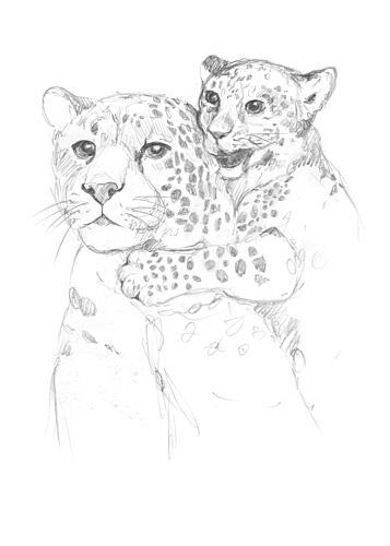 Leopards Art Print