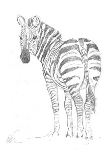 Zebra Art Print