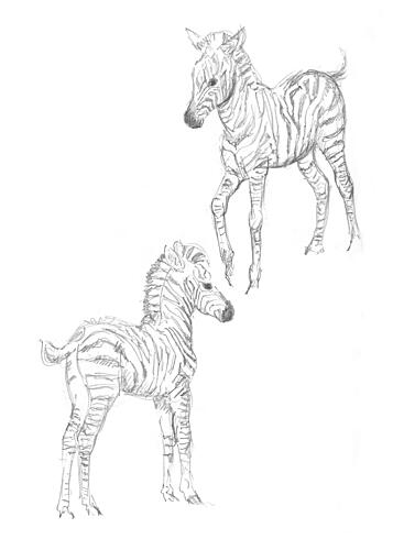 Zebra Foals Art Print