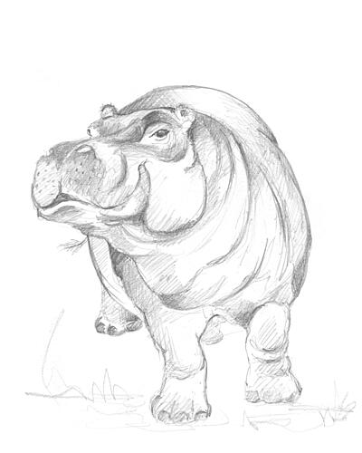 Hippopotamus 01 Art Print