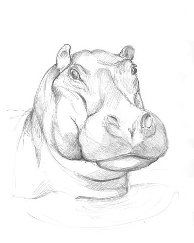 Hippopotamus 02 Art Print