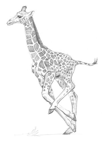 Giraffe Art Print