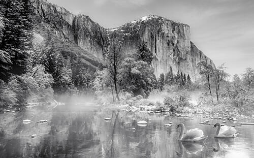 Misty Mountain River Swans Art Print