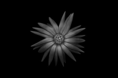 Black and White Flower Art Print