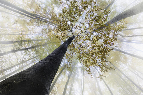 Misty Forest Canopy Art Print