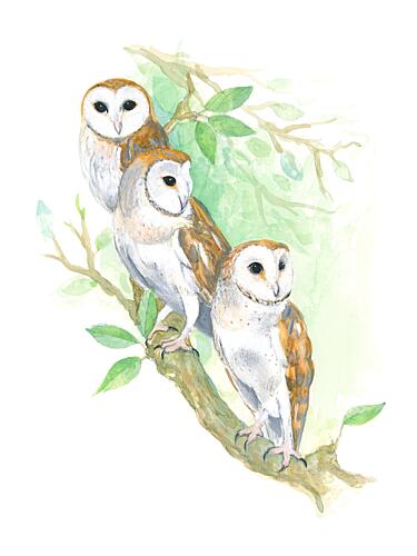 3 Barn Owls Art Print by Isabelle Brent