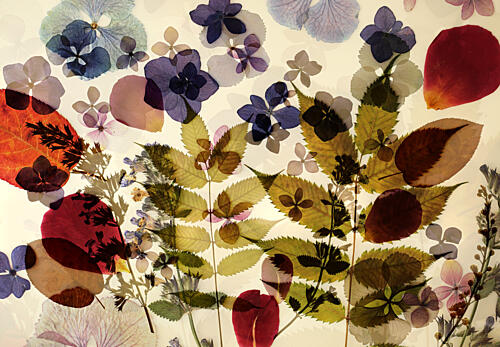 Delicate Pressed Flora Art Print by Ellen van Deelen
