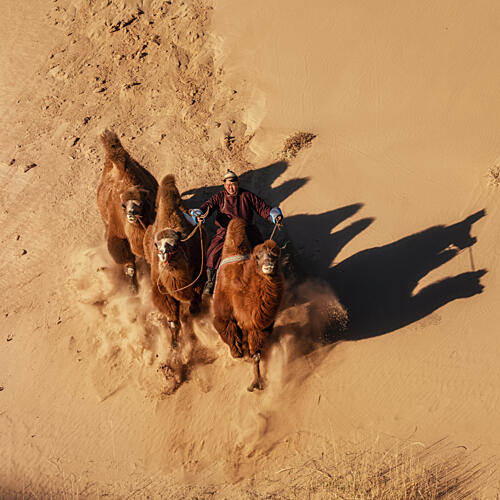Desert Camel Caravan Gold Print