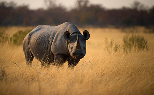Black Rhino in Golden Grass Gold Print
