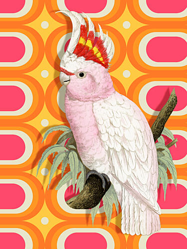 Pink Cockatoo Retro Pop Pop art reproduction