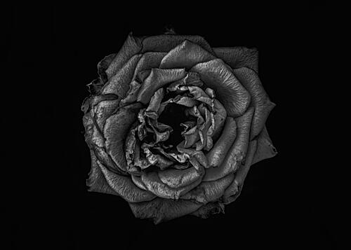 Fading Rose Elegance Art Print