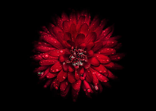 Vibrant Red Bloom Art Print