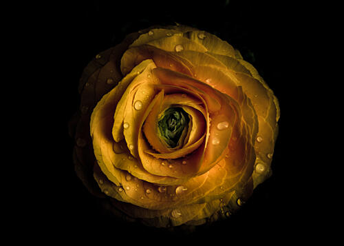Wet Golden Bloom Gold Print