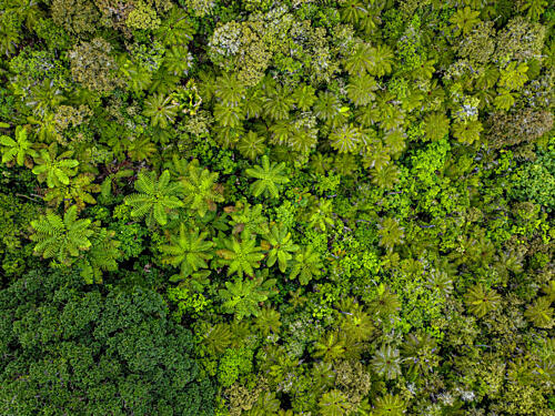 Lush Rainforest Aerial Art Print